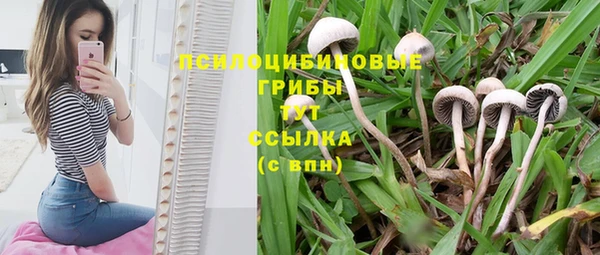 ГАЛЛЮЦИНОГЕННЫЕ ГРИБЫ Тайга